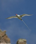 Red-billed tropicbird