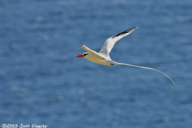 Red-billed tropicbird