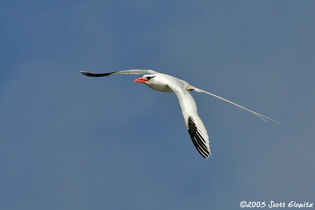 Red-billed tropicbird