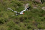 Red-billed tropicbird