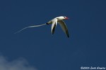 Red-billed tropicbird