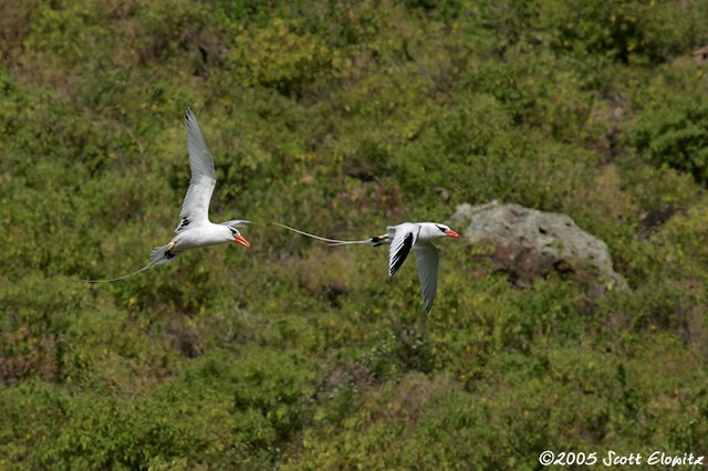 Red-billed tropicbird