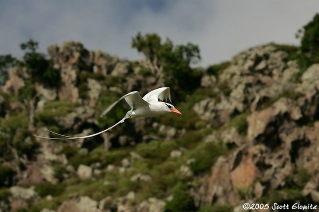 Red-billed tropicbird