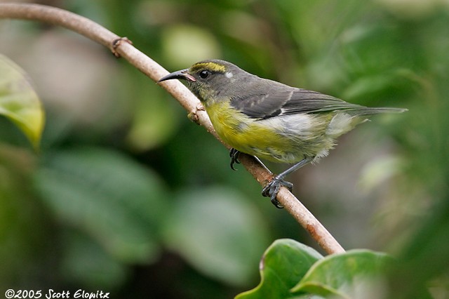 Bananaquit