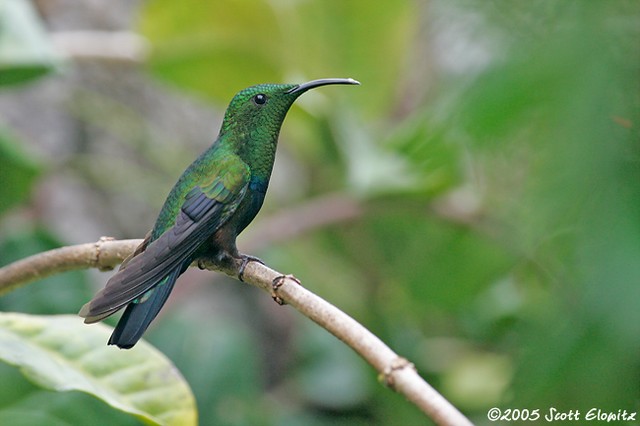 Green-throated Carib