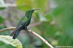 Green-throated Carib