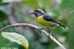 Bananaquit