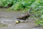 Pearly-eyed Thrasher