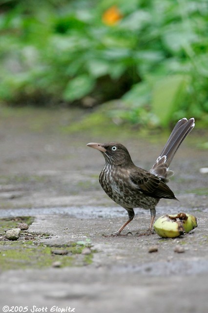 Pearly-eyed Thrasher