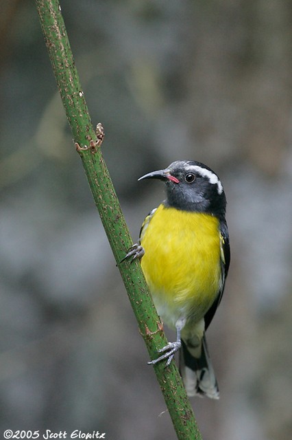 Bananaquit