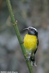 Bananaquit