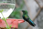 Green-throated Carib