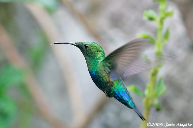 Green-throated Carib