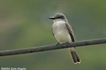 Gray Kingbird