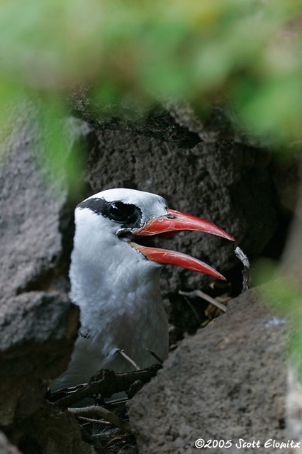 Red-billed tropicbird