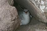 Red-billed tropicbird