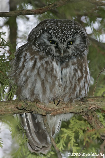 Boreal Owl