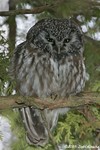 Boreal Owl