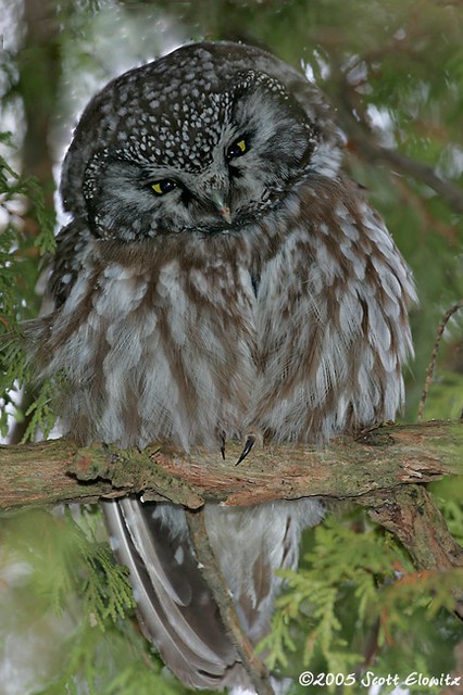 Boreal Owl