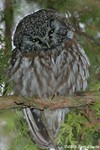 Boreal Owl