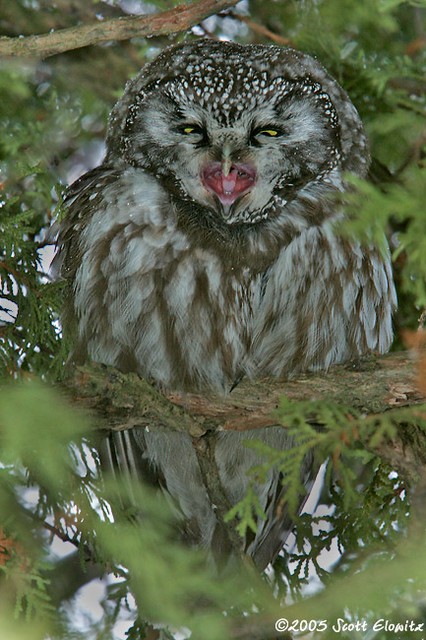 Boreal Owl