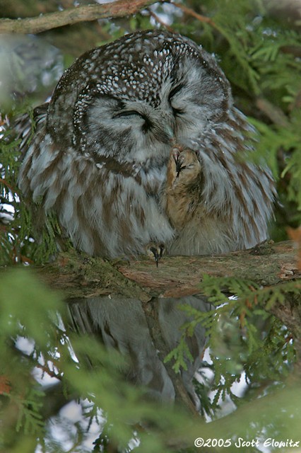 Boreal Owl