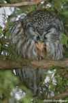 Boreal Owl