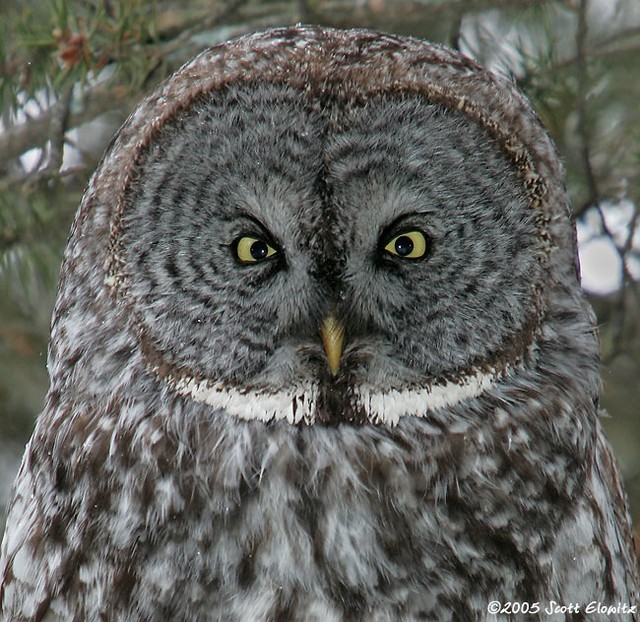 Great Gray Owl