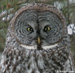 Great Gray Owl