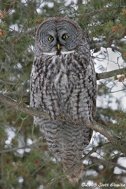 Great Gray Owl