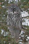 Great Gray Owl