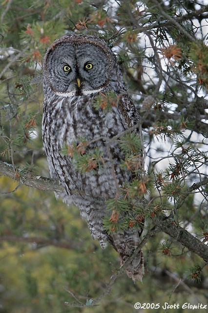 Great Gray Owl