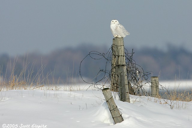 Snowy Owl