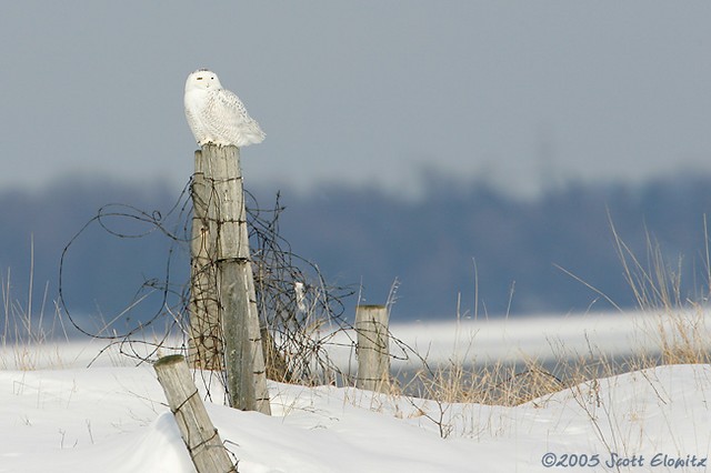 Snowy Owl