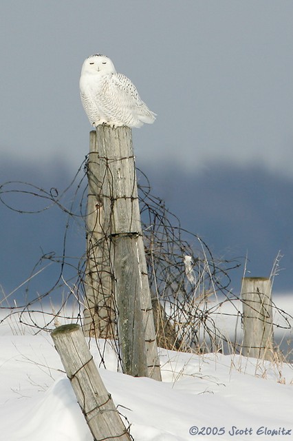 Snowy Owl