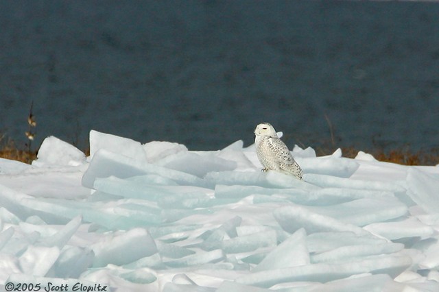 Snowy Owl