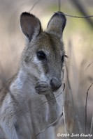 Highlight for Album: Australia