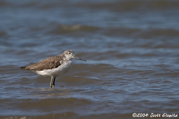 Common Greenshank