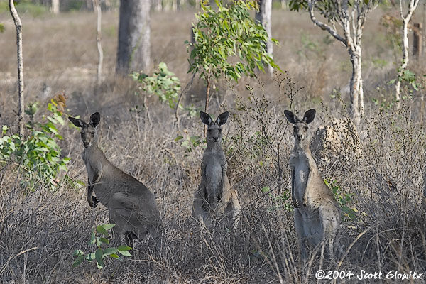 CRW_0030-1roos.jpg