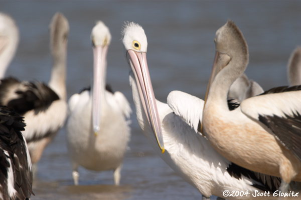 Australian Pelican