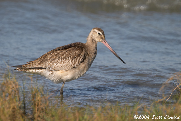 Bar-tailed Godwit