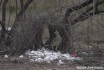 Great Bowerbird