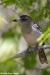 Pied Butcherbird juvinile