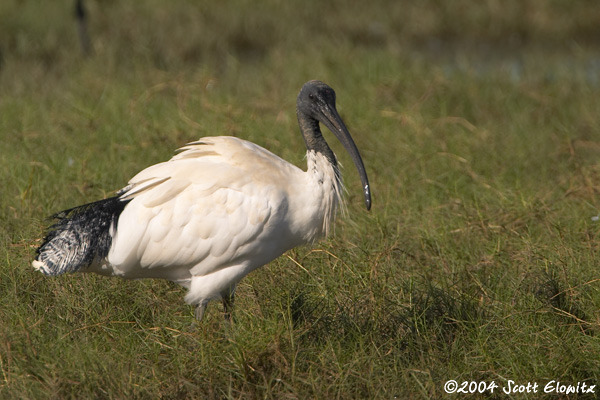 Australian Ibis