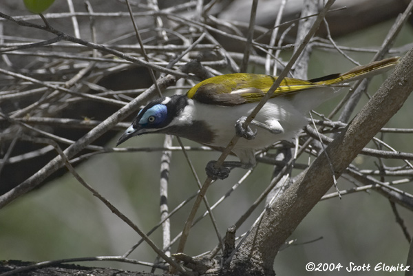 Blue-faced Honeyeater