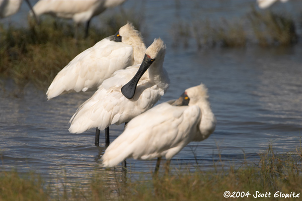 Roseate Spoonbill