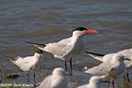 Caspian Tern