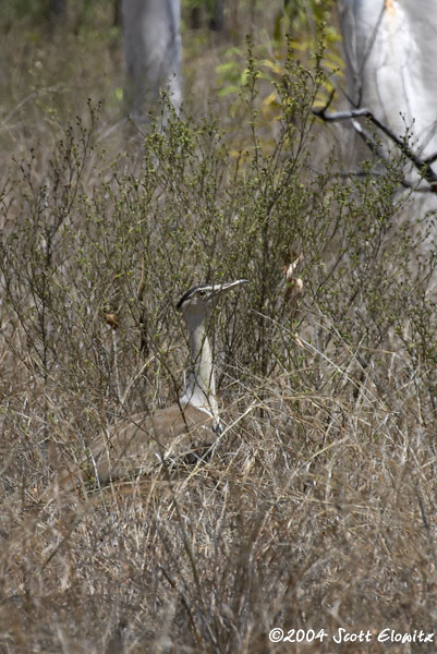 Australian Bustard