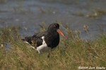 Pied Oystercatcher