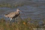 Far Eastern Curlew